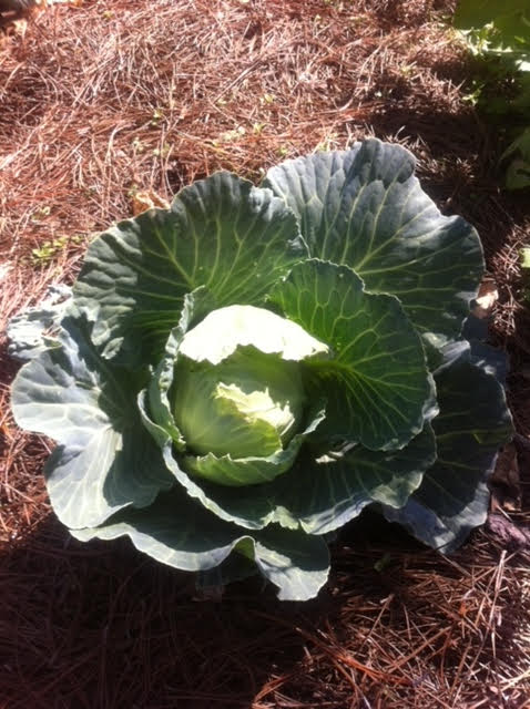 Cabbage